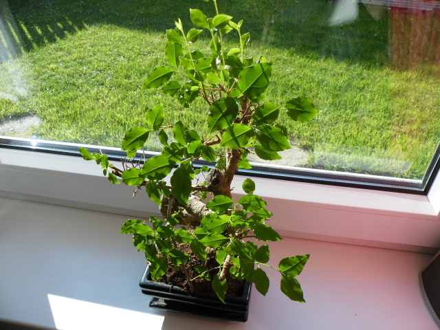 DSCF0721.JPG