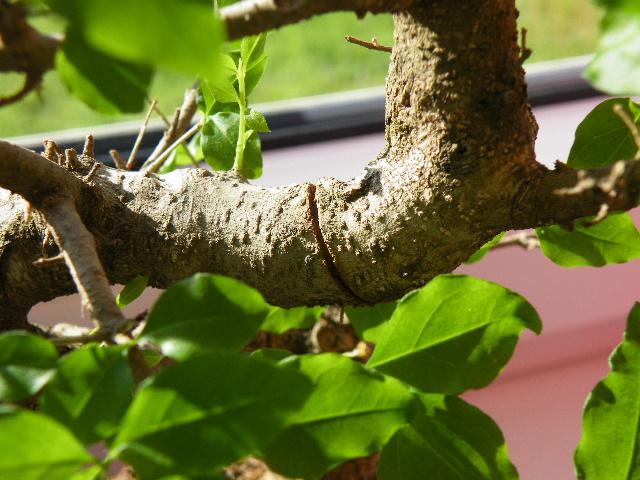 DSCF0722.JPG