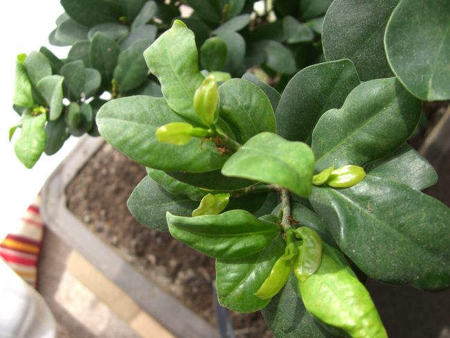 Bonsai3..jpg