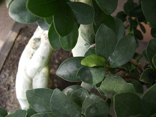 Bonsai2..jpg