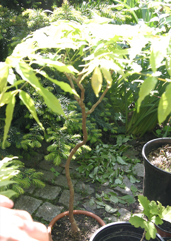 eher gagelig - macht aber nichts, blüten sind ja eh sehr lang - könnt emir vorstellen auf solch eine mal einen reis zu kopulieren.