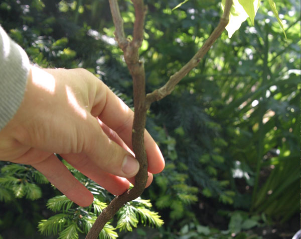 die gleiche pflanze.