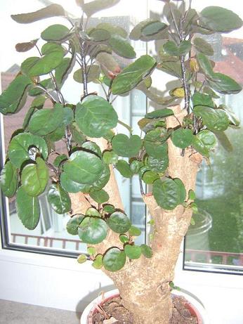 BonsaiBaum.JPG