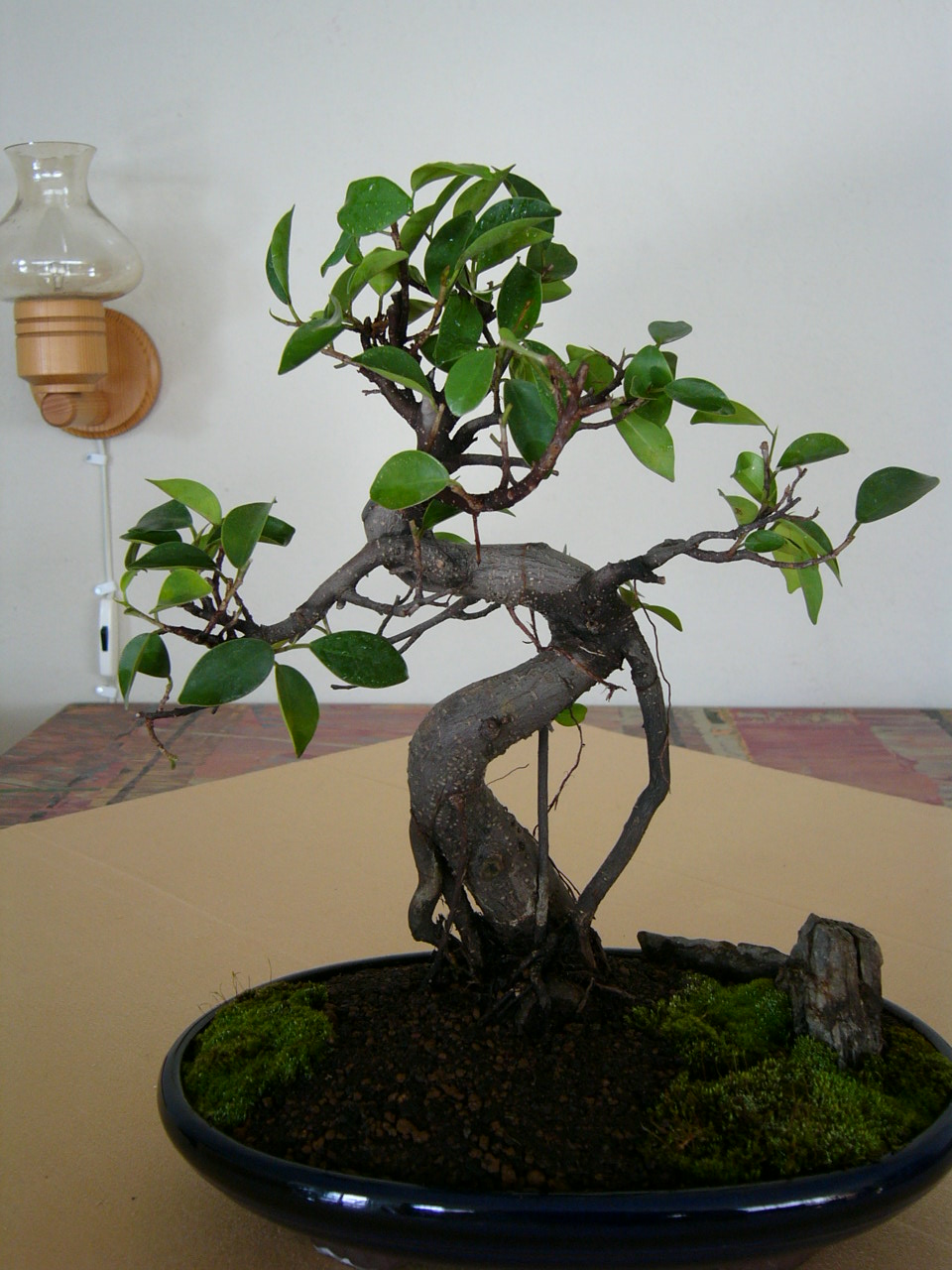 P1000156.JPG