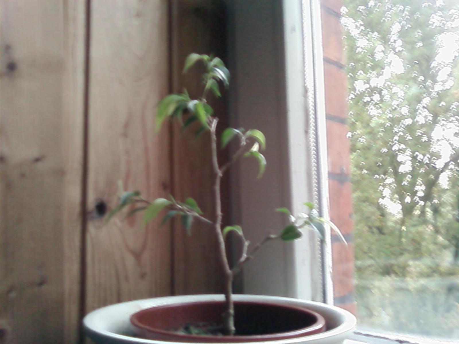 Ficus_(14.10.07).jpg