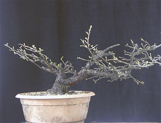 Larix-1.jpg