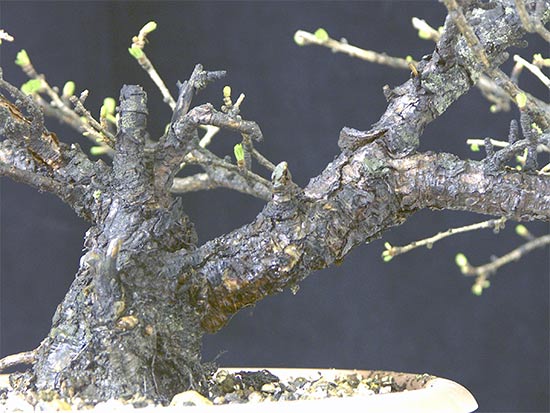 Larix-3.jpg