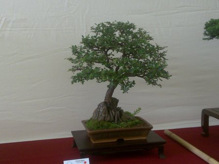 14062009041.jpg