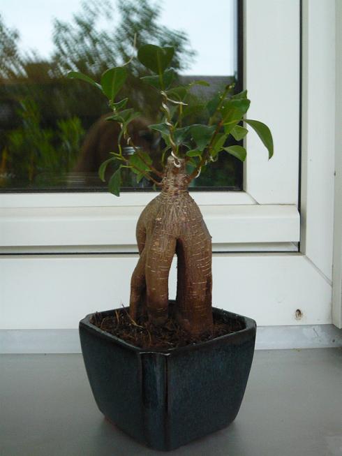 ficus retusa
