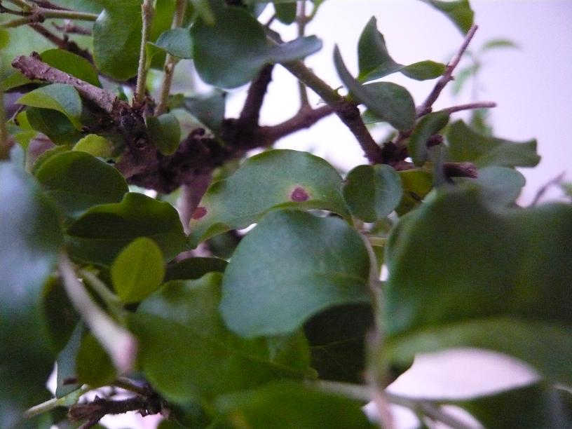 kaputte blätter liguster am baum