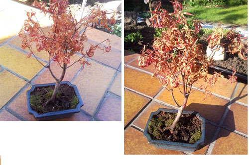 Bonsai.jpg