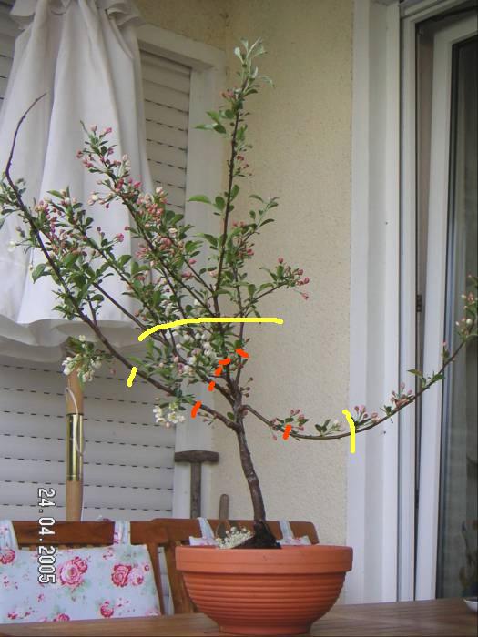 bonsai_009.jpg