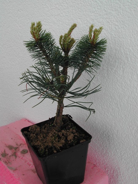 DSCN0204_5.JPG