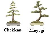 Chokkan_Moyogi.jpg
