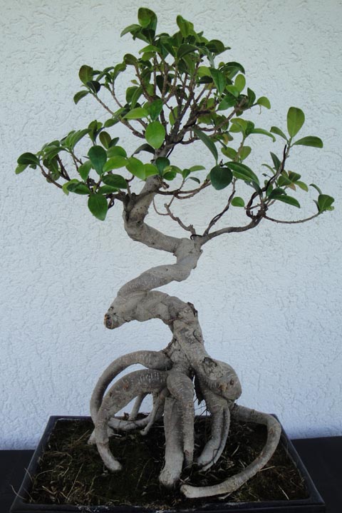 Ficus retusa.jpg