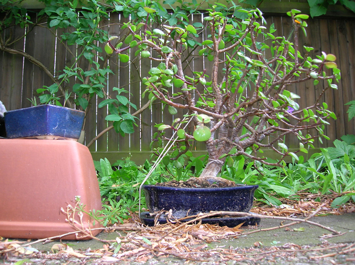 Jadebaum062005.jpg