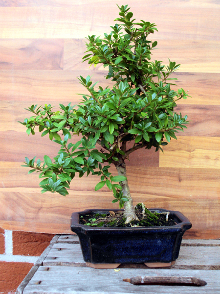 Ilex 1, sieben Jahre alt