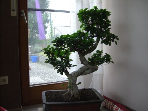 Bonsai 002.jpg