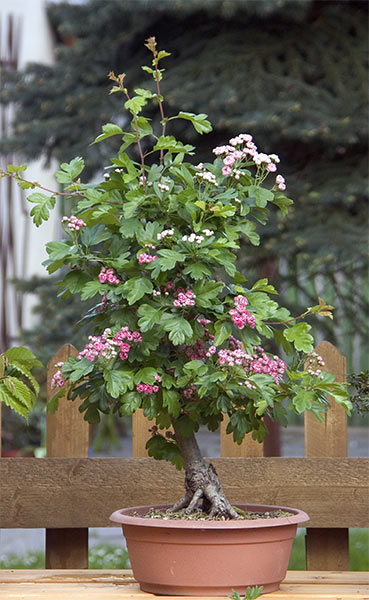 PICT2417.jpg