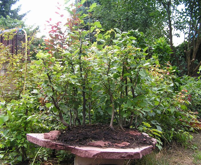 Pict0015.jpg