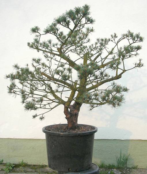 P sylvestris watererii , Baumschule