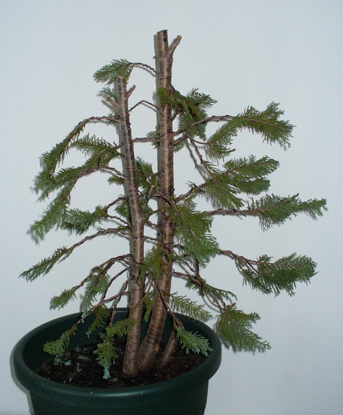 gestutzte Thuja 12/2009