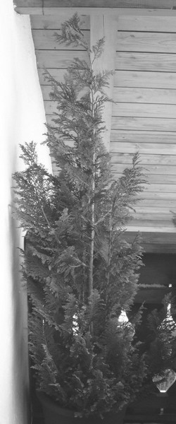 Rohmaterial 02/2009