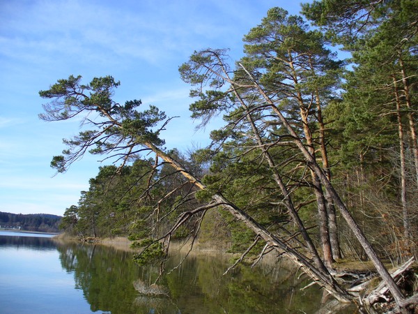 geneigte Kiefer an den Osterseen