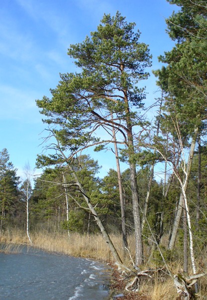 Kiefer an den Osterseen