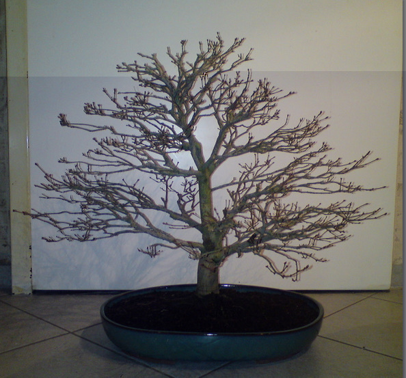 Vollbildaufzeichnung 02.01.2010 201105.bmp.jpg