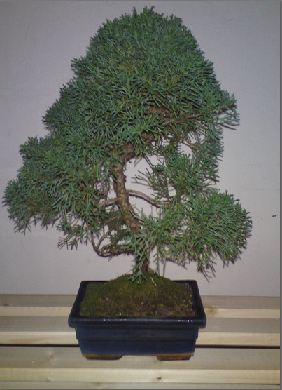 Vollbildaufzeichnung 02.01.2010 201632.bmp.jpg