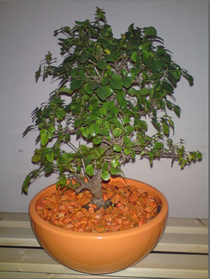 Vollbildaufzeichnung 02.01.2010 202201.bmp.jpg