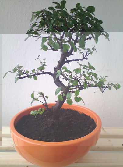 Vollbildaufzeichnung 03.01.2010 120314.bmp.jpg