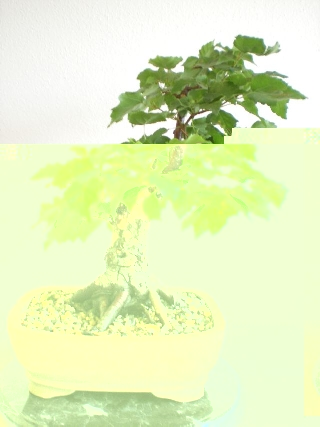 Bonsai 5.7.2009 041 Forum2.jpg