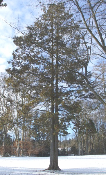 Thuja 002.jpg