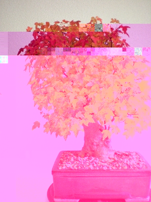 Bonsai 27.10.2009 038 Forum.jpg