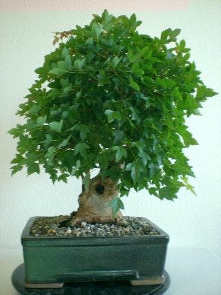 Bonsai 5.7.2009 069Forum.jpg