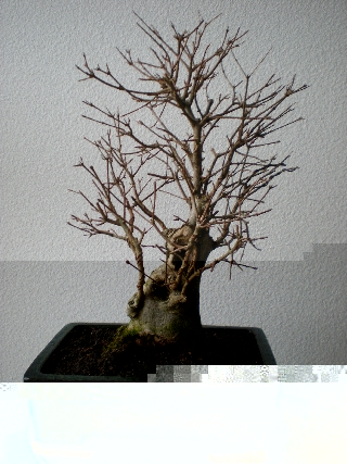 Bonsai 11.02.2009 043Forum.jpg