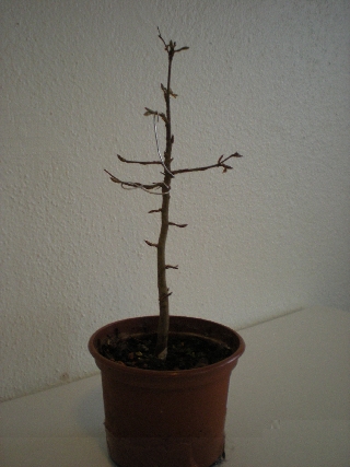 Bonsai 038Forum.jpg