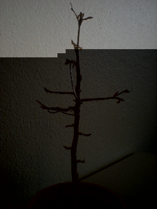 Bonsai 039Forum.jpg