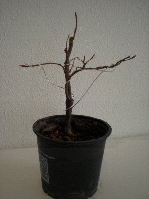 Bonsai 040Forum.jpg