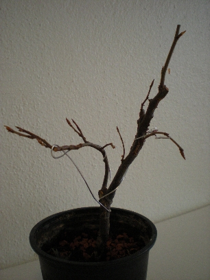 Bonsai 042Forum.jpg
