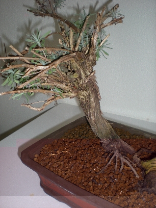 Bonsai 045forum.jpg