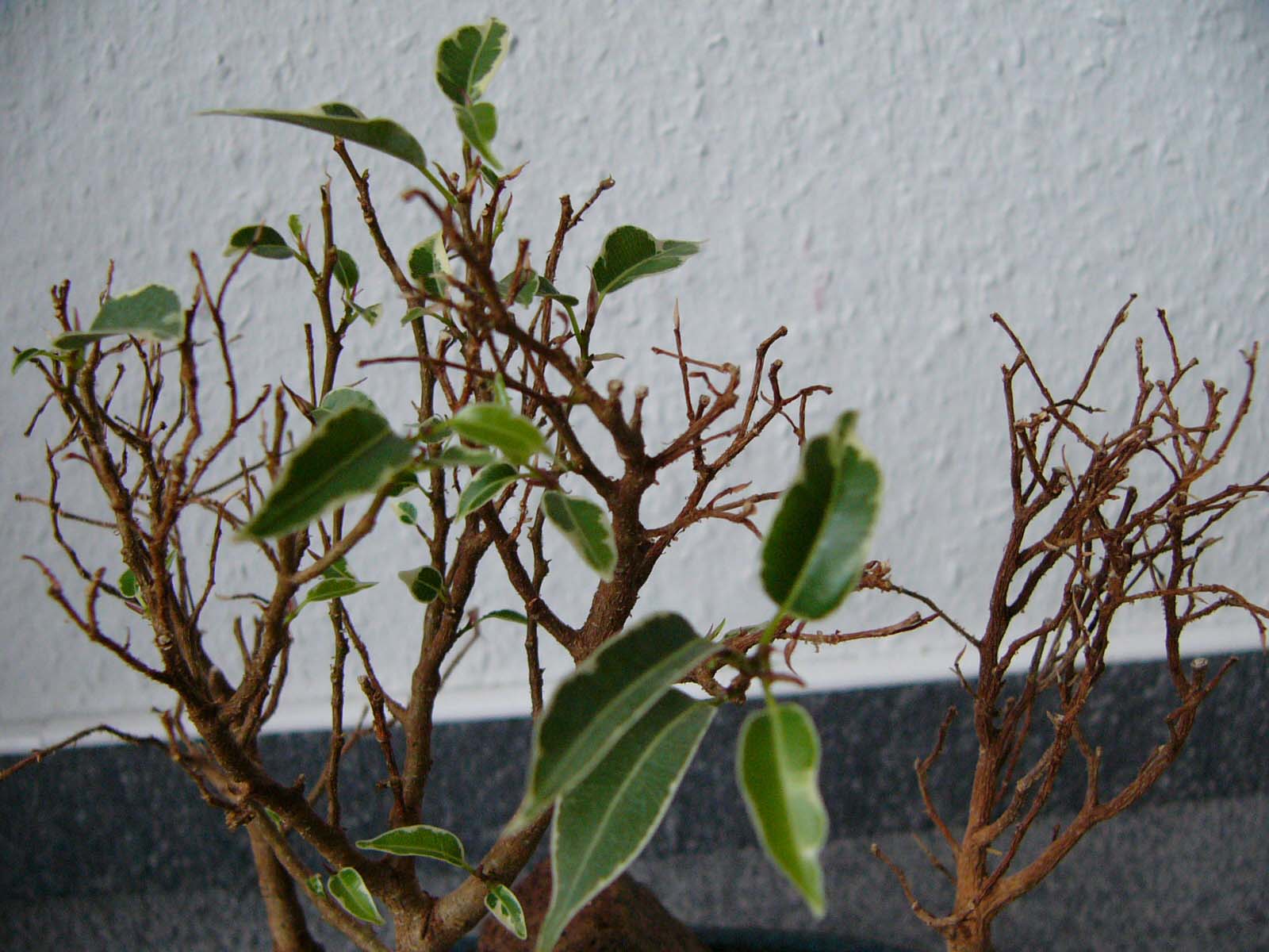 Bonsai1.jpg