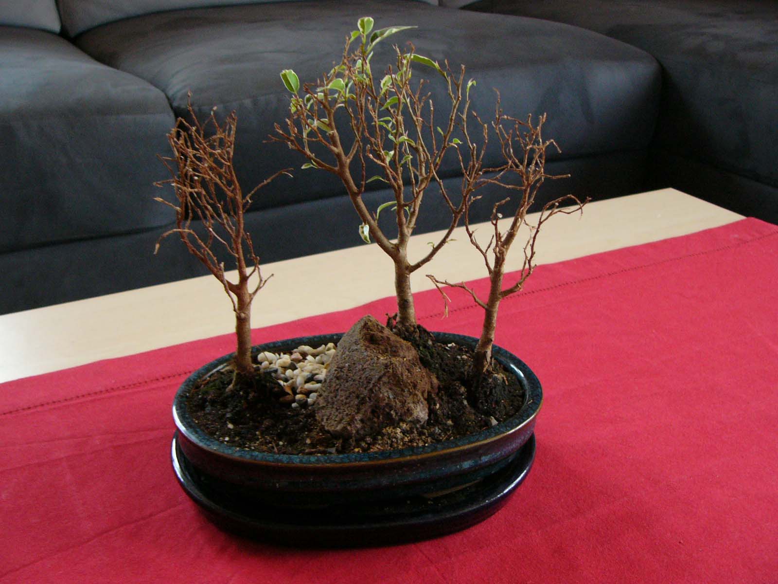 Bonsai7.jpg