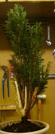 DSC04971.JPG