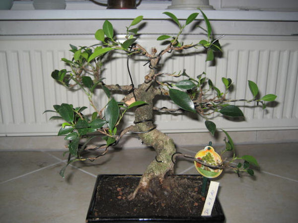 Ficus, keine Ahnung welcher, angeblich ca. 8 Jahre alt. Nach Bauchgefühl zurückgeschnitten, Blattschnitt verpasst und gedrahtet.