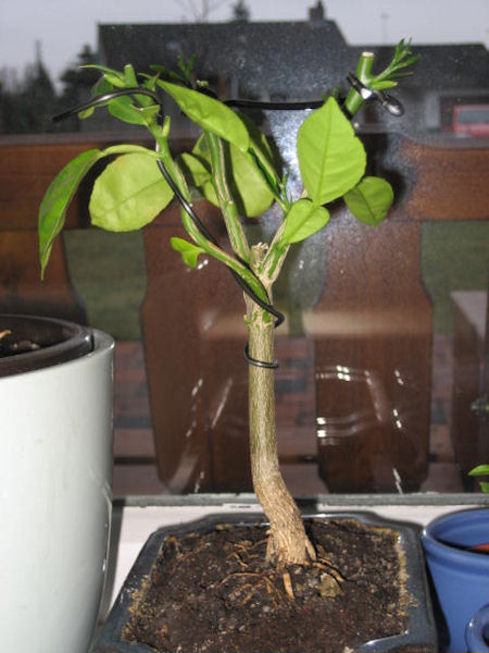 Selber gezogene Pomelo-Pflanze, die ich mutigst zurückgeschnitten und mit Draht versehen habe, ca. 20-25 cm groß.