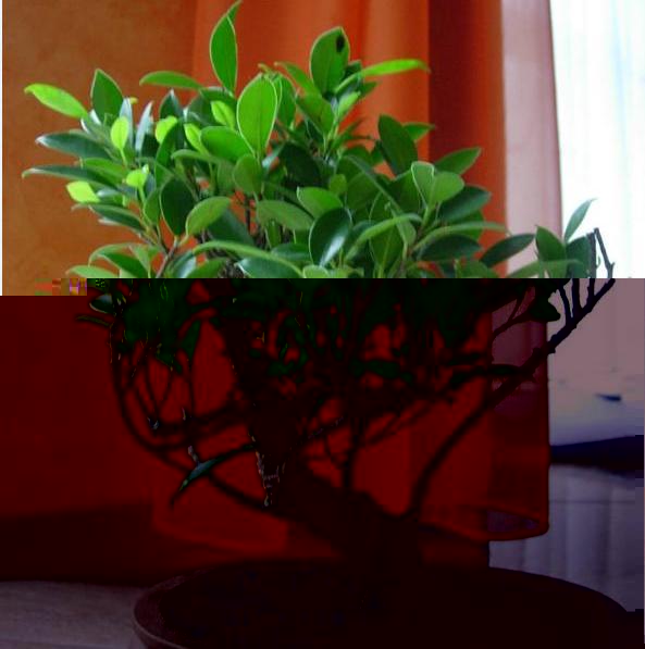 bonsai1.jpg
