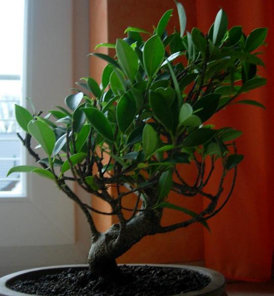 bonsai2.jpg